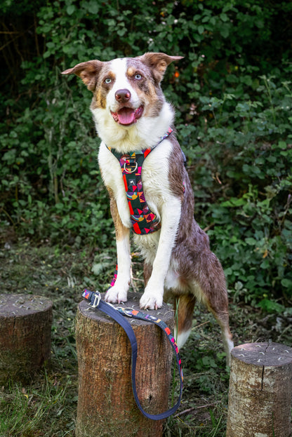 Adventure Harness 2.0 | Aurora | Twiggy Tags