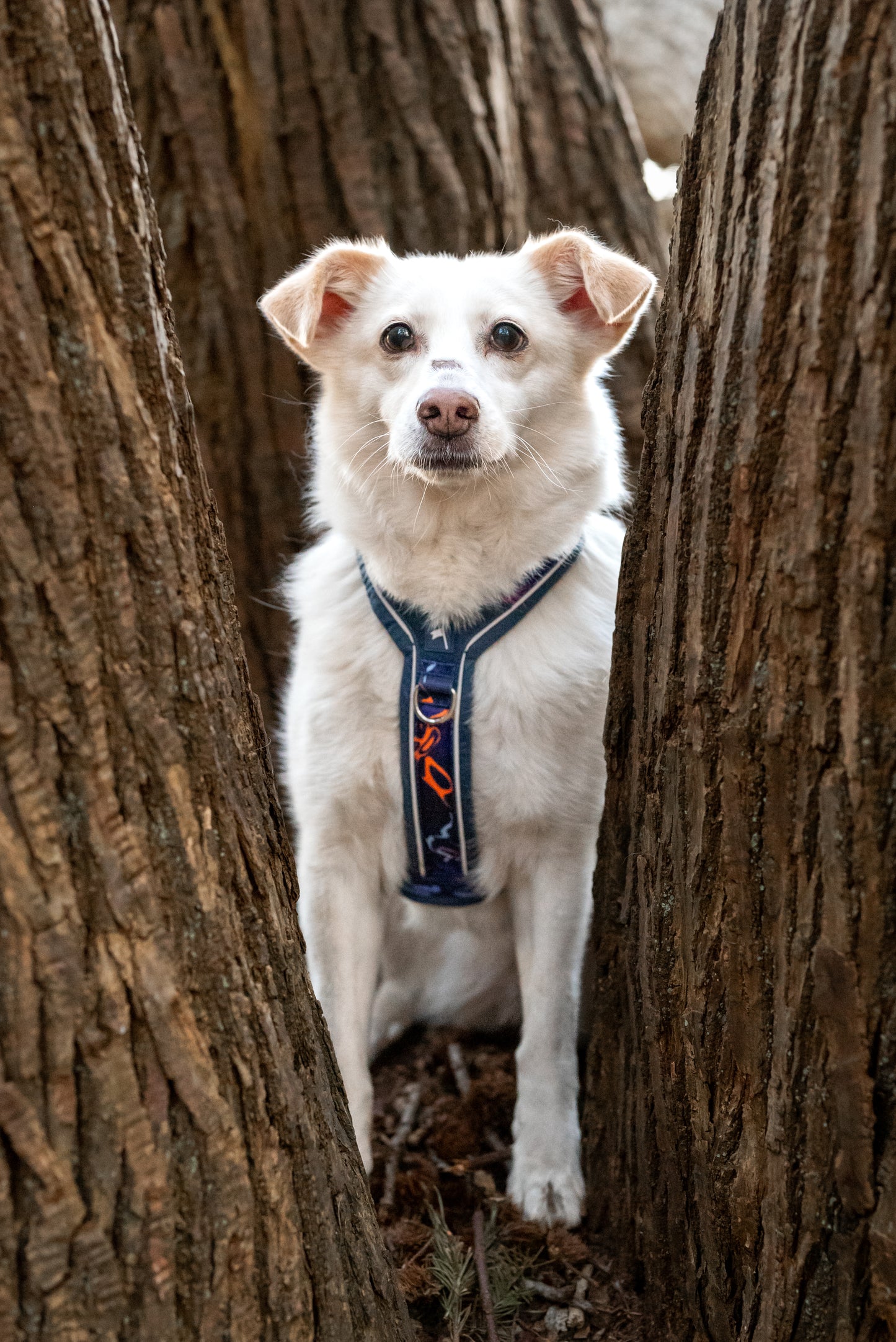 Apex® Harness | Nebula | Twiggy Tags