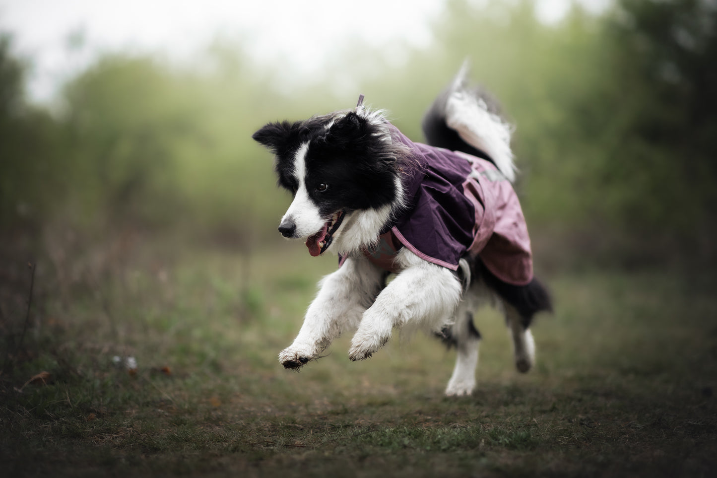 Fjord Raincoat 2.0 | Non-stop Dogwear