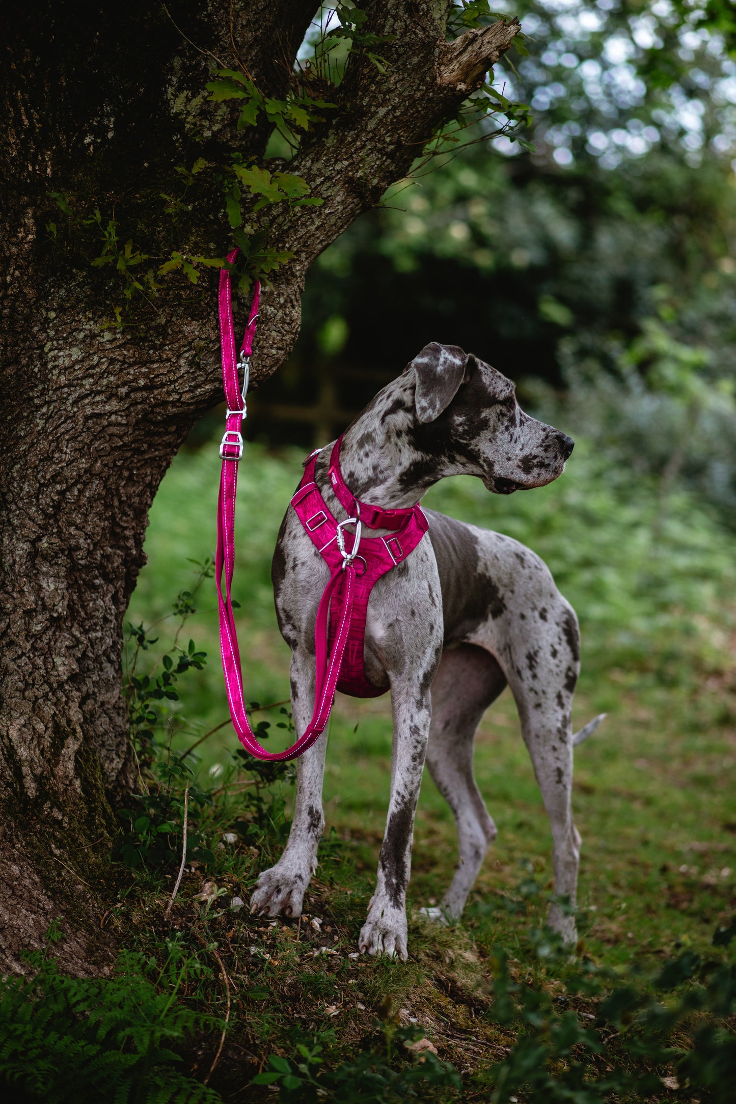 Multiway Lead | Twiggy Tags