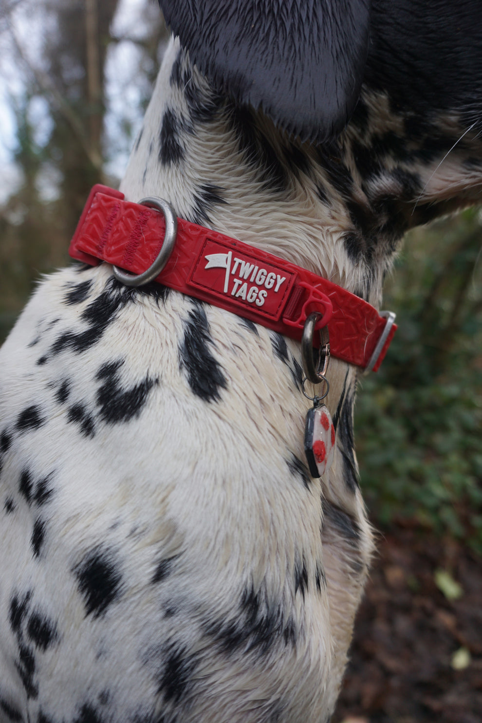 Tidal Collar | PVC Waterproof | Twiggy Tags – Track & Trail Canine ...