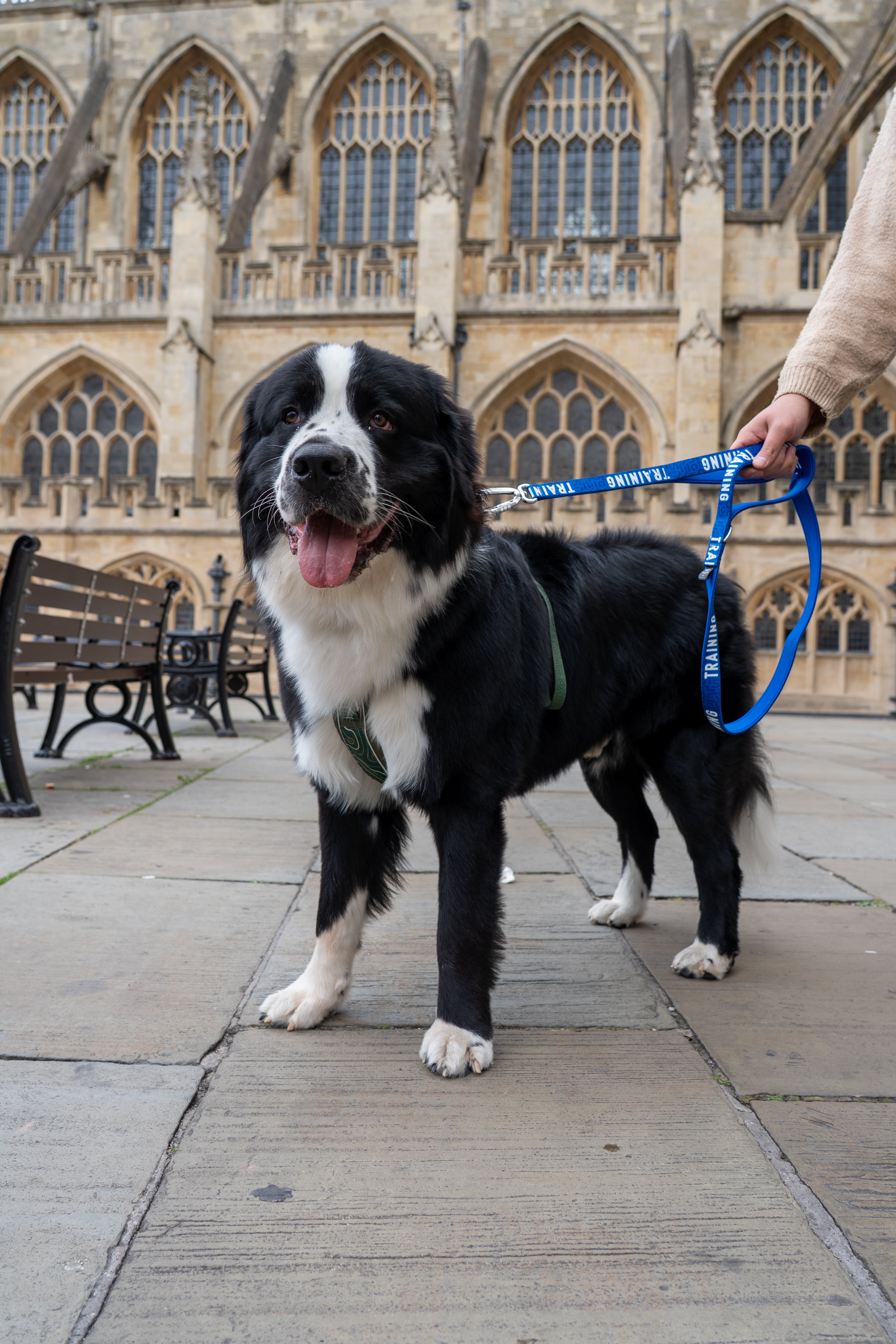 Awareness Multiway Lead | Twiggy Tags – Track & Trail Canine
