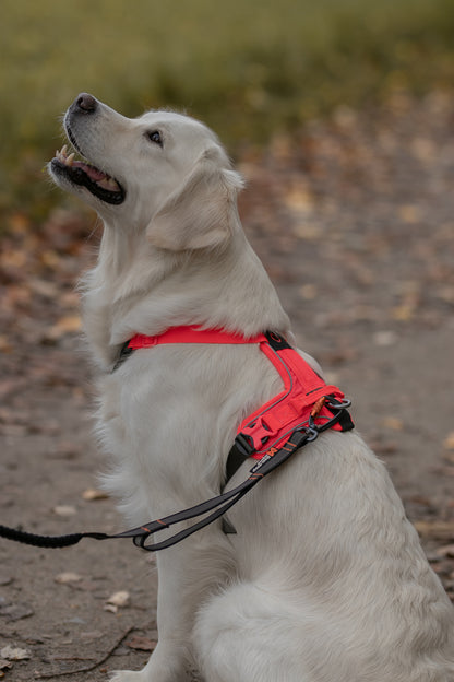 Ramble Harness