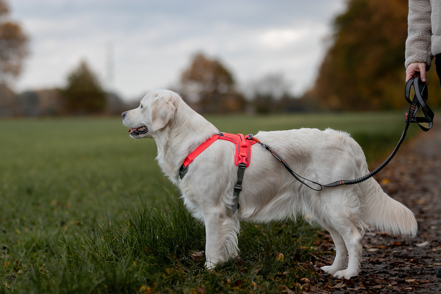 Ramble Harness