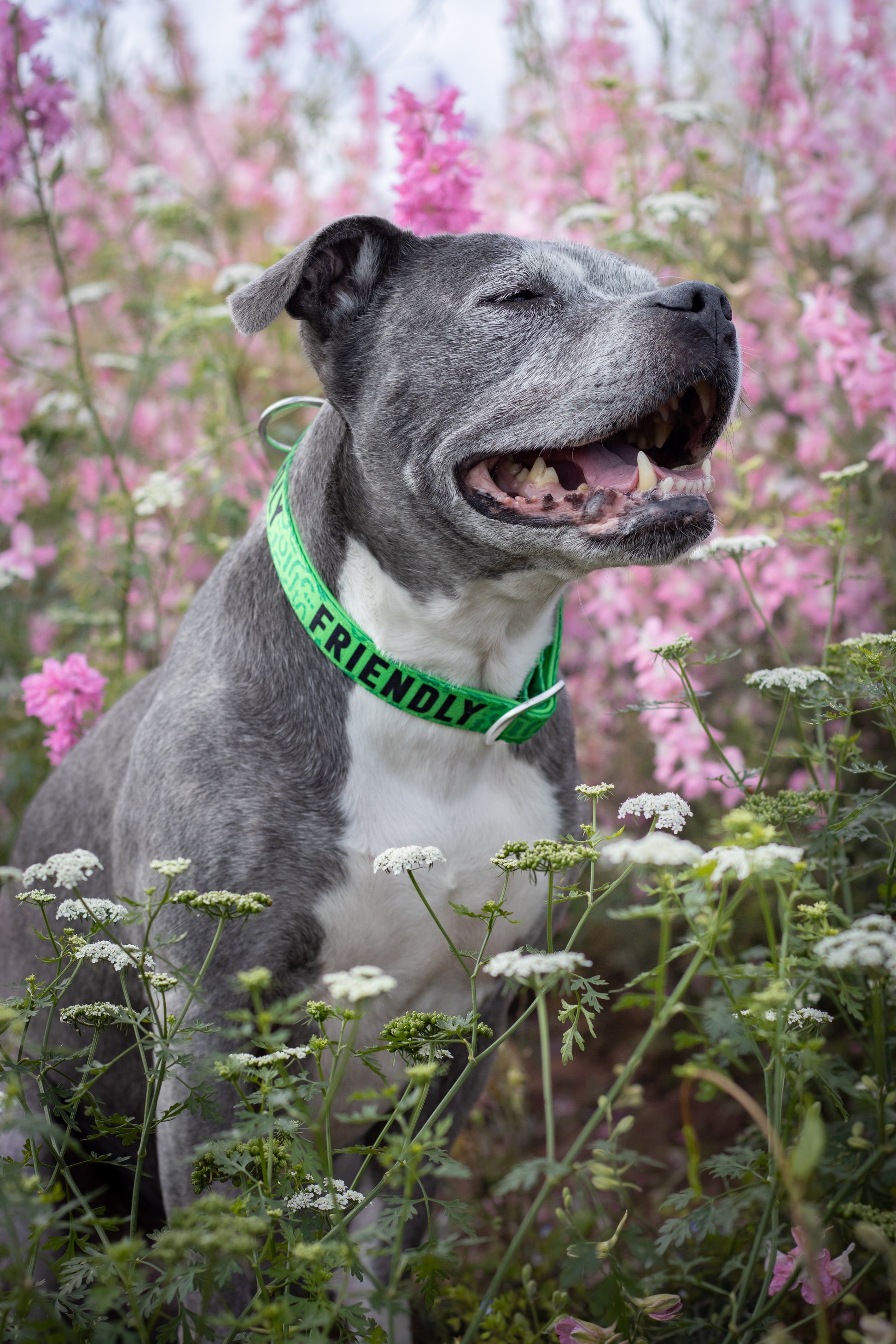 Twiggy Tags Awareness Range Green Collar For Friendly Dogs 