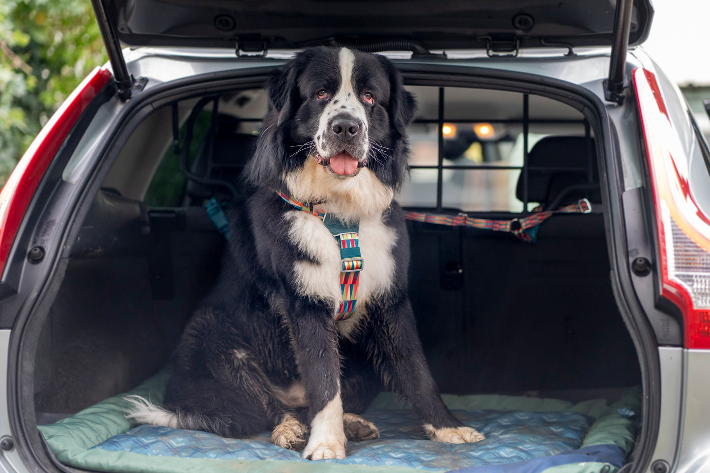Twiggy Tags | Headrest Safety Seatbelt