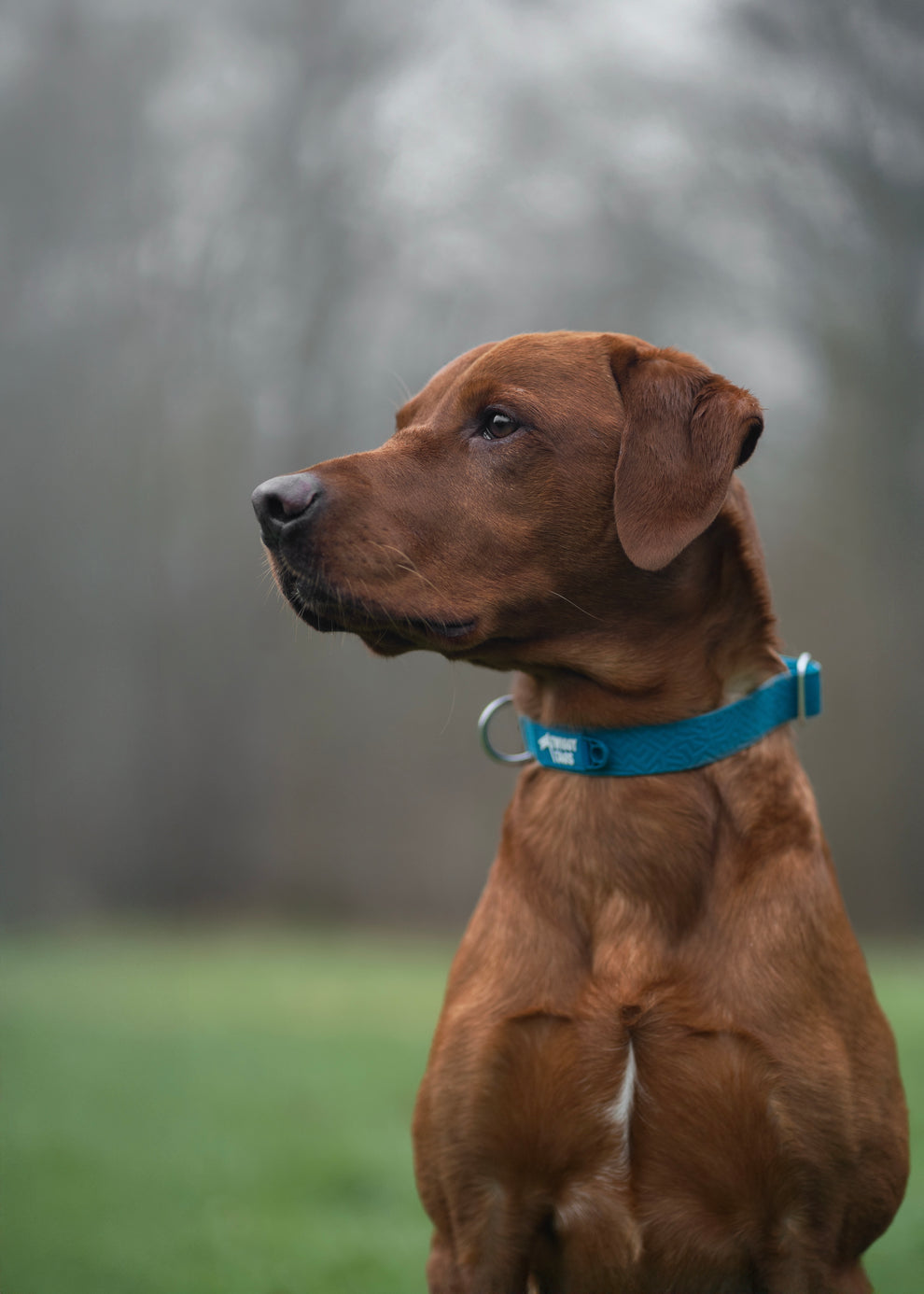 Tidal Collar | PVC Waterproof | Twiggy Tags – Track & Trail Canine ...