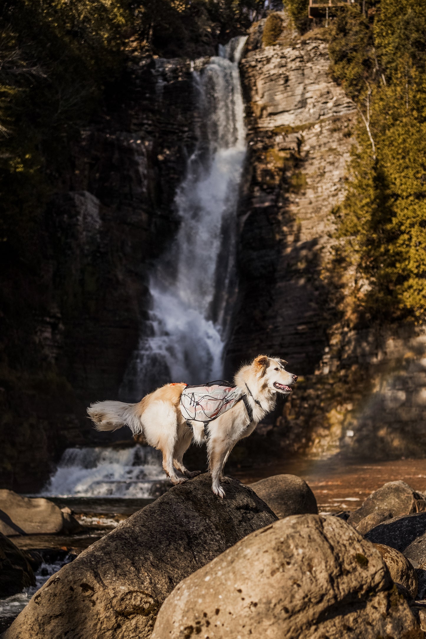 Trail Light Dog Backpack | Non-stop Dogwear