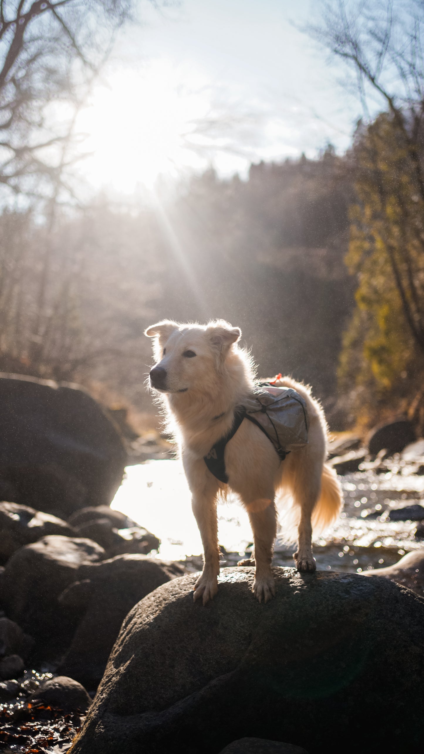 Trail Light Dog Backpack | Non-stop Dogwear