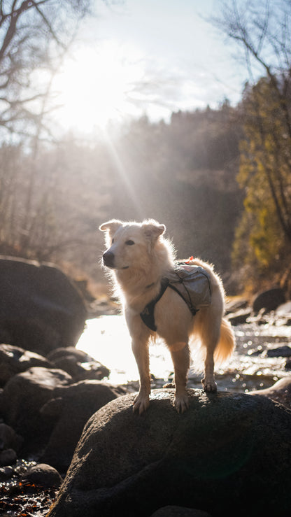 Trail Light Dog Backpack | Non-stop Dogwear