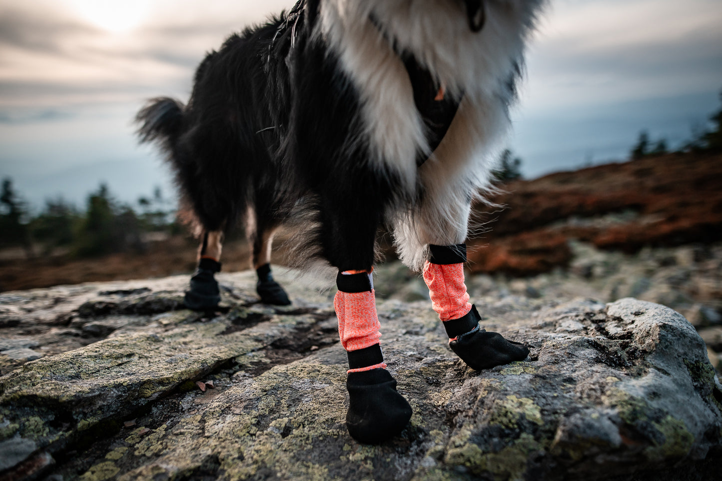 Protector Bootie High | Non-stop Dogwear