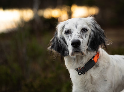 Non-stop Dogwear Protector Collar
