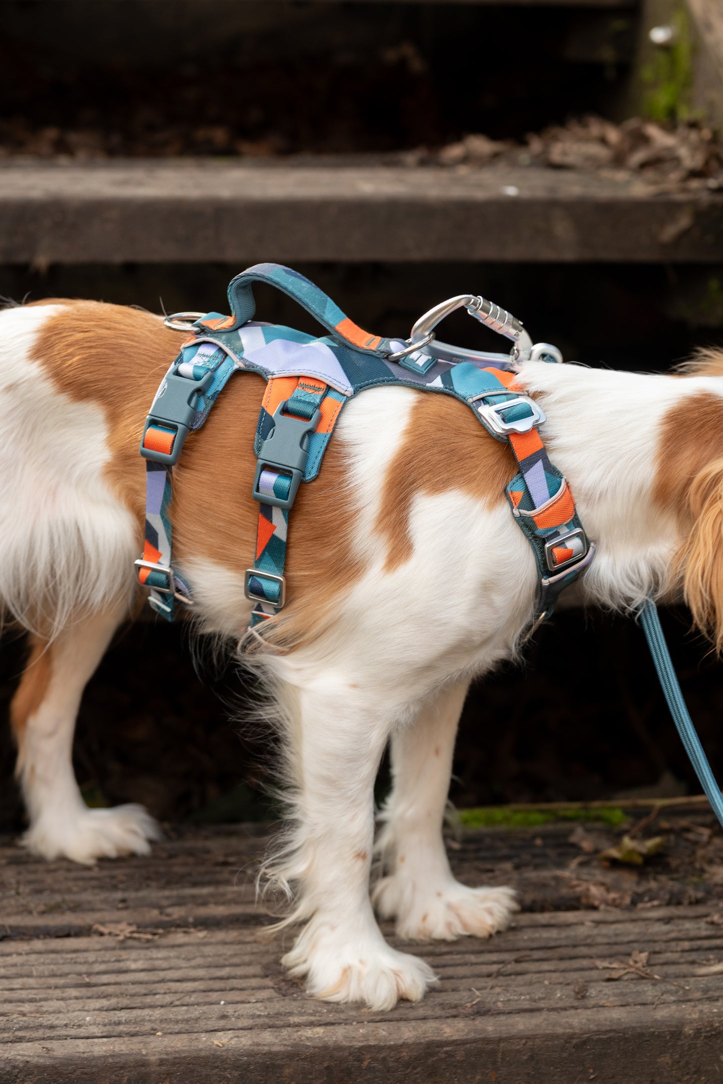 Scramble Harness | Twiggy Tags