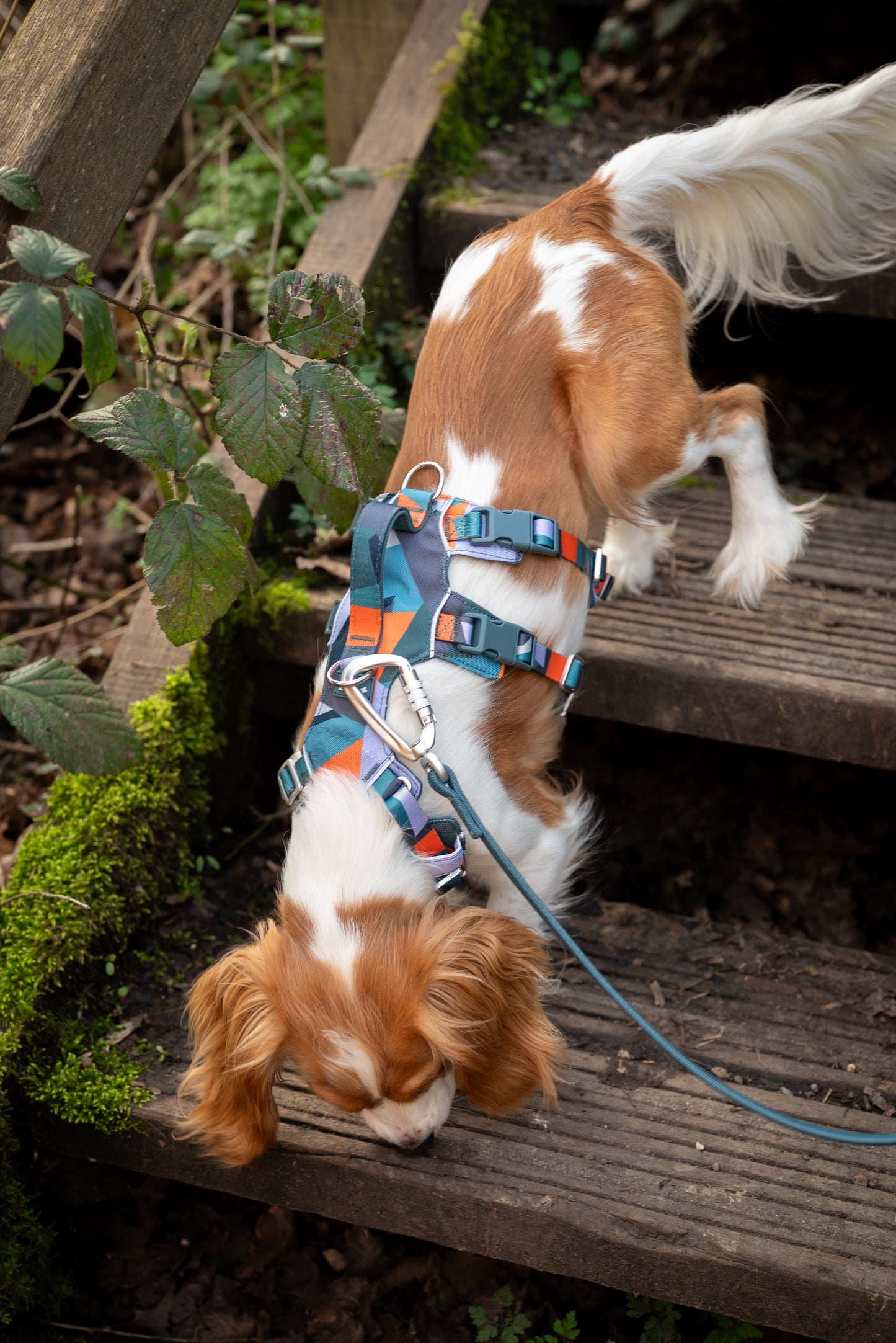 Scramble Harness | Twiggy Tags