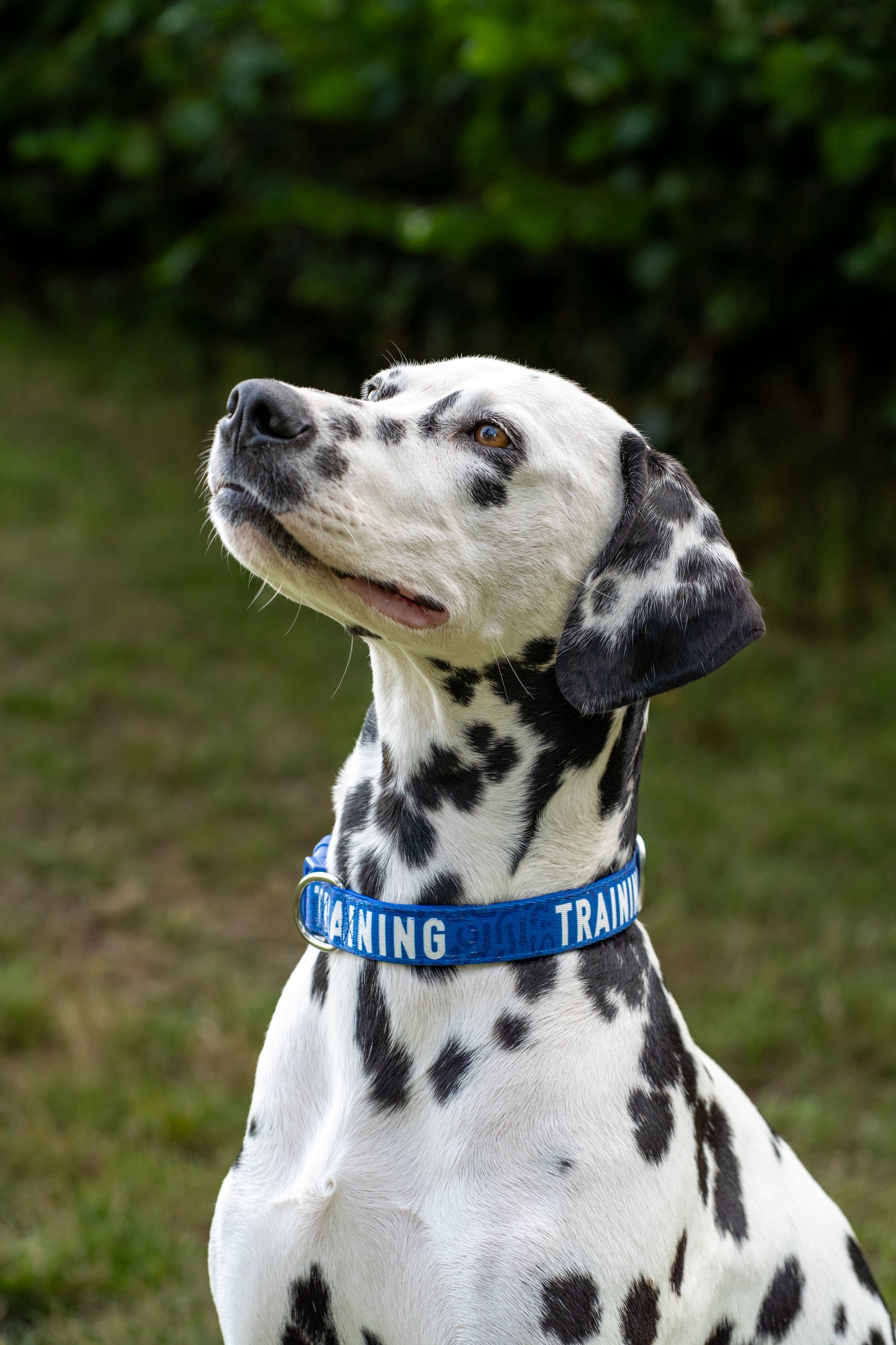 Twiggy Tags Awareness Range Blue Collar for Dogs in Training at Track and Trail Canine Outfitters worn by a Dalmatian