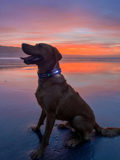 TrekBright® Light-Up Collar