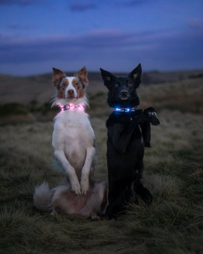 TrekBright® Light-Up Collar