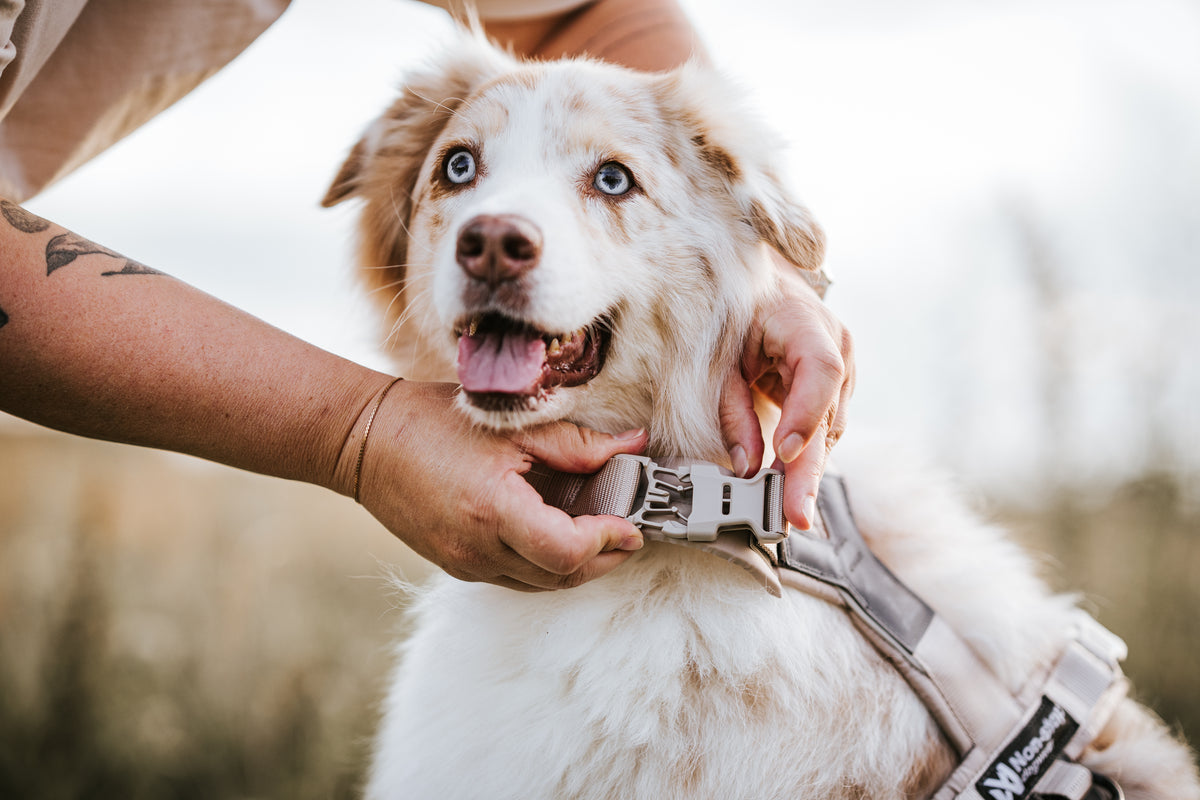 Trekking line harness CLIP'N™ | Non-stop Dogwear