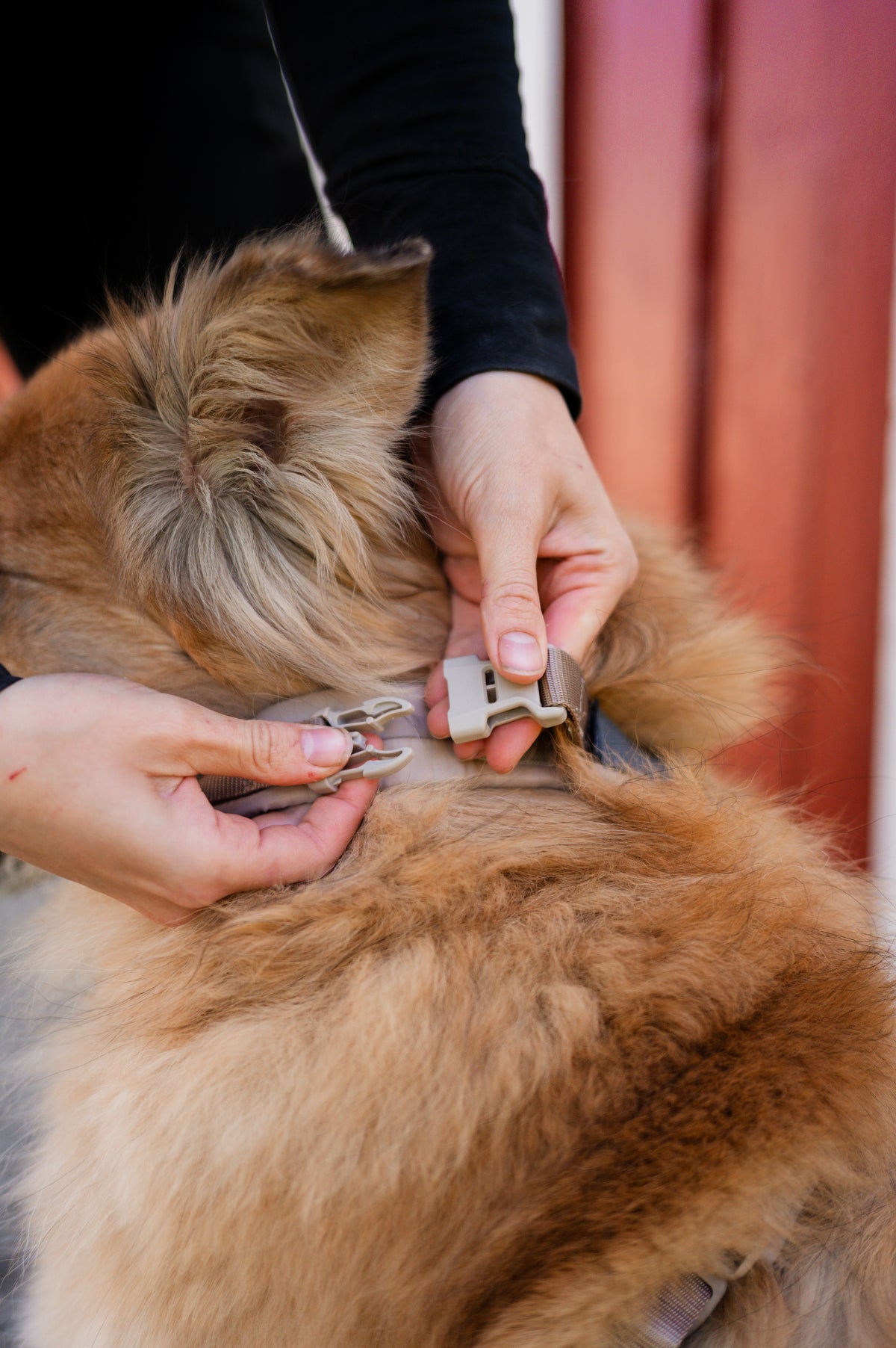Trekking line harness CLIP'N™ | Non-stop Dogwear