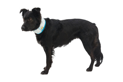 Swamp Cooler Cooling Neck Gaiter | Ruffwear