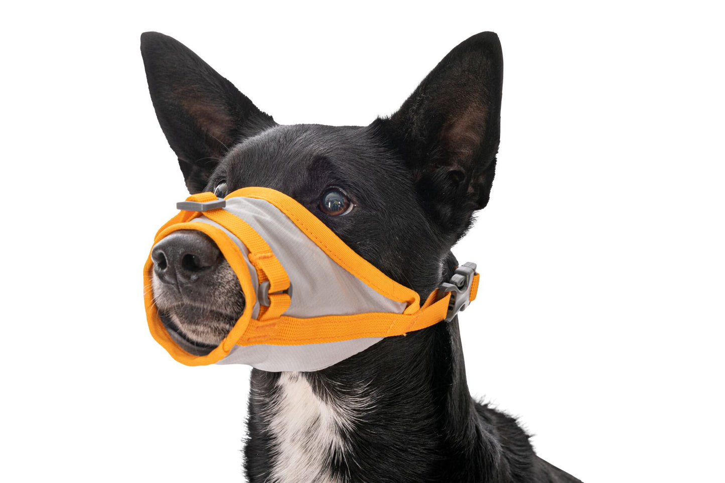 BackTrak™ Dog Evacuation Kit | Ruffwear