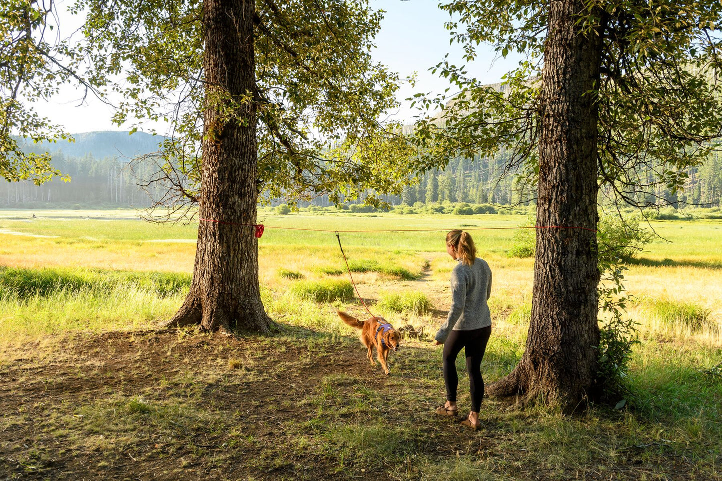 Knot-a-Hitch™ Dog Tether