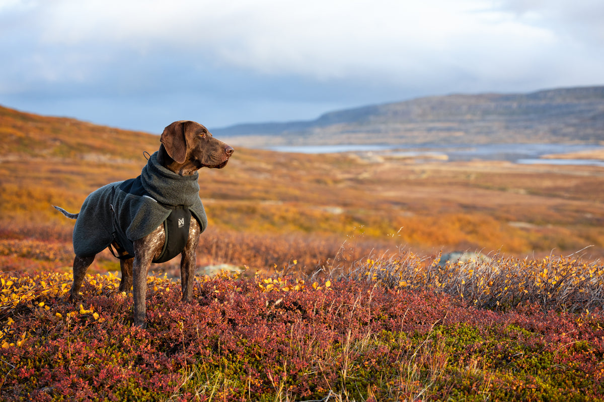 Merino Wool Dog Jacket | Non-stop Dogwear