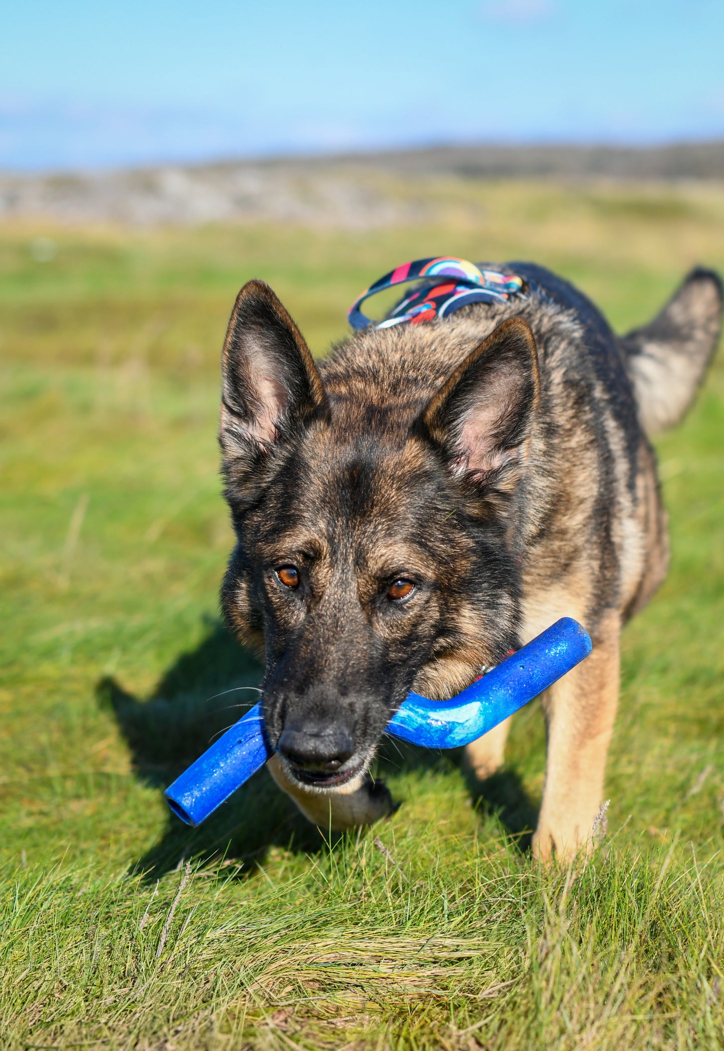 Twiggy Tags | ZigZoom | Dog Toy