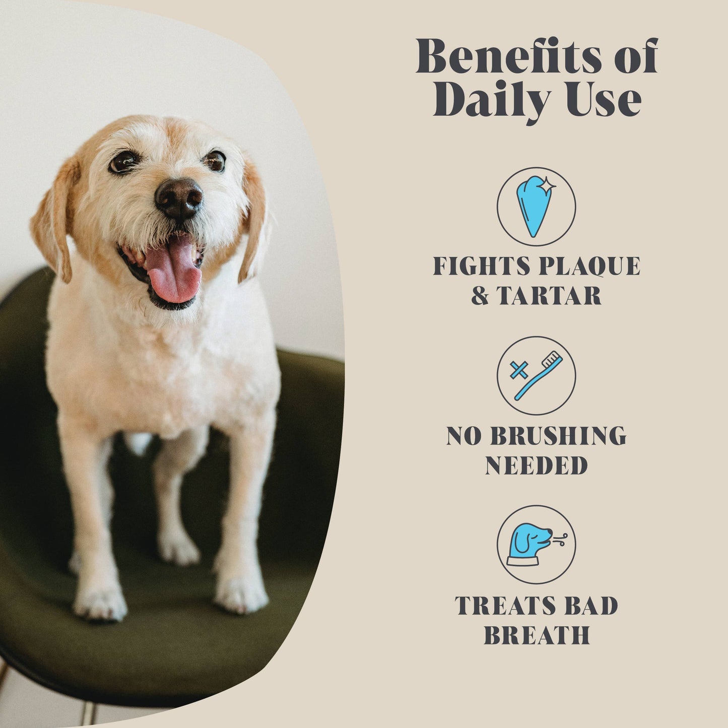 Single Pack | Plaque Seaweed Powder for Dogs | 80 Servings