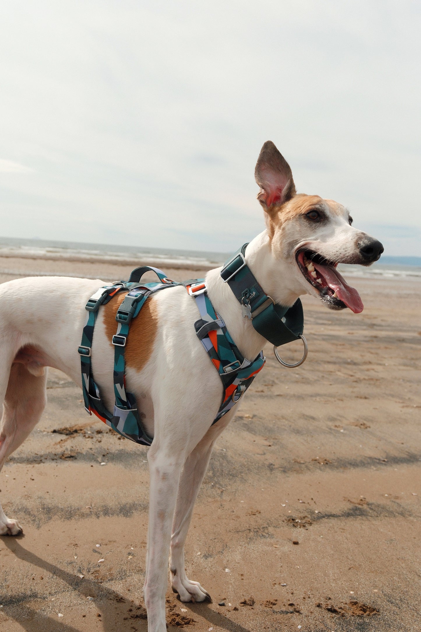 Scramble Harness | Twiggy Tags