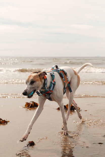 Scramble Harness | Twiggy Tags