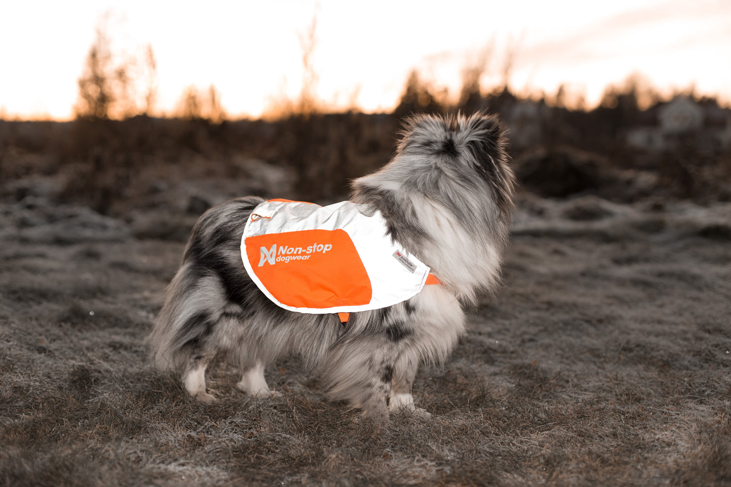 Non-stop Dogwear Reflection Blanket