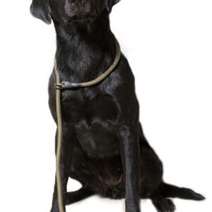 Dog and Field nylon slip lead for dogs in olive green