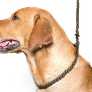 Gundog Training Starter Kit | Retriever