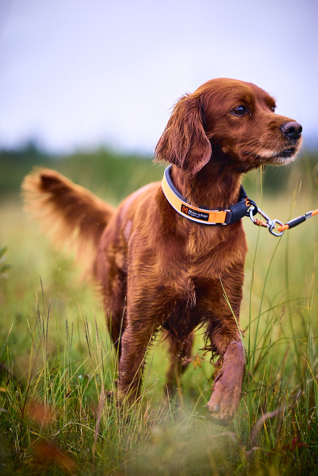 Non-stop Dogwear Protector Collar