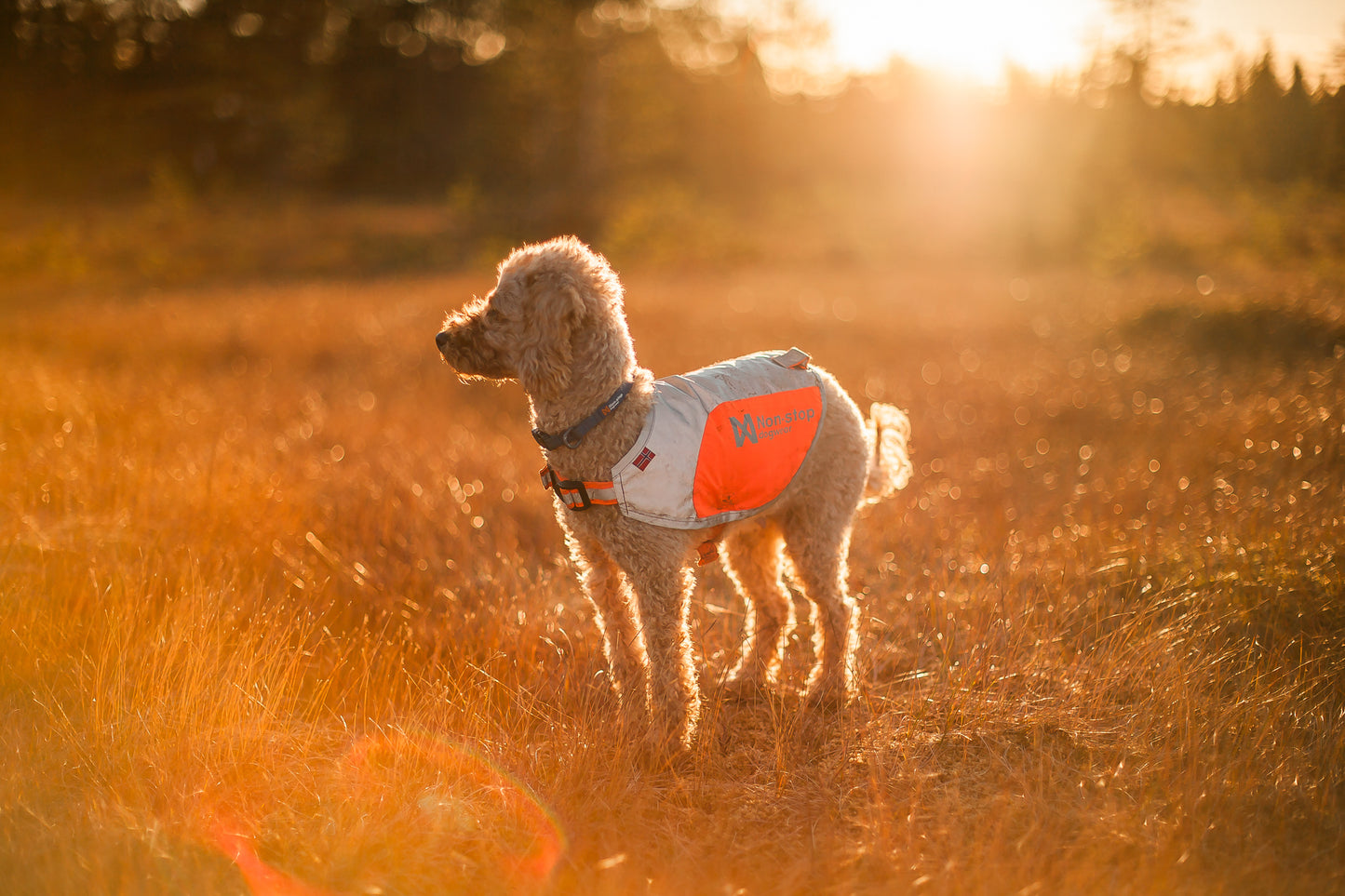 Non-stop Dogwear Reflection Blanket